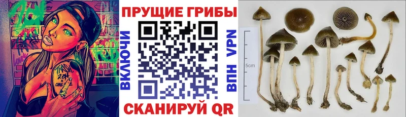 Псилоцибиновые грибы Cubensis  Купить  Каспийск 